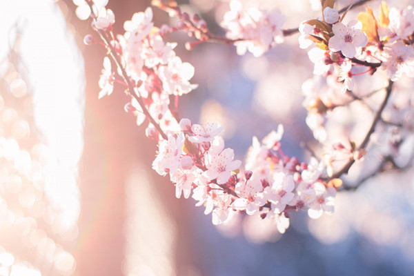 樱花叶子发黄怎么办 樱花叶子发黄怎么办