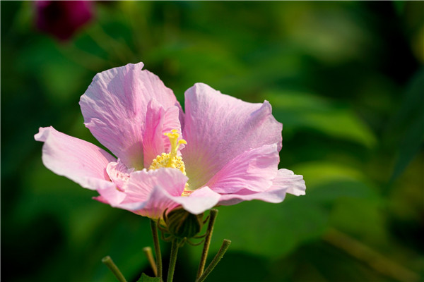 木芙蓉花的繁殖方法 木芙蓉花的繁殖方法