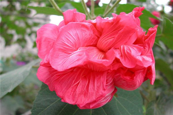 木芙蓉花的花语和传说 木芙蓉花的花语和传说