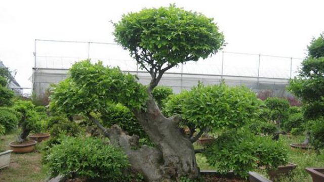 榆树有几种 榆树有几种