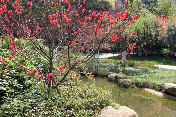 碧桃常见虫害及其防治 碧桃常见虫害及其防治