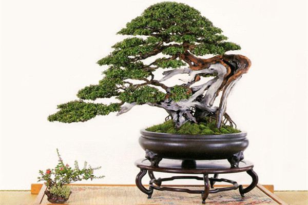 雀梅的常见虫害 雀梅的常见虫害