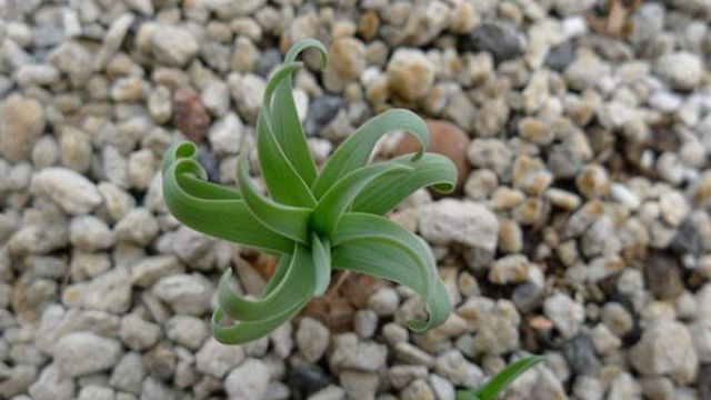弹簧草有哪些品种 弹簧草有哪些品种