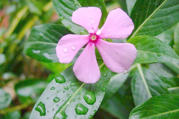 长春花品种大全 长春花品种大全