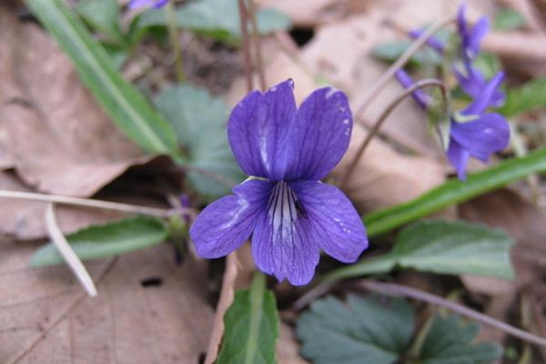 紫花地丁叶斑病及其防治 紫花地丁叶斑病及其防治