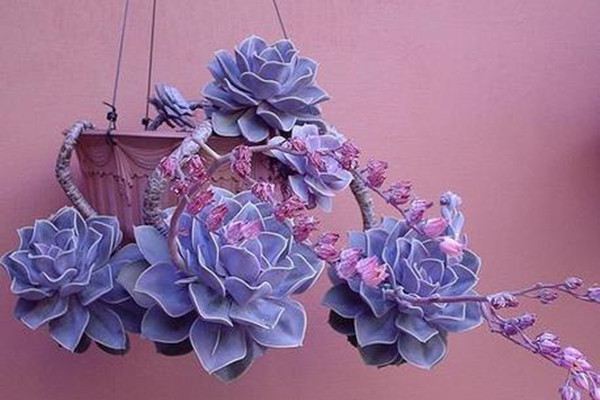 紫珍珠什么时候开花 紫珍珠什么时候开花