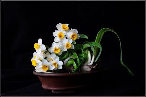 水仙花的风水作用