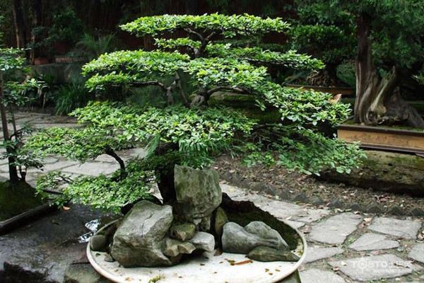 摇钱树的病虫害及其防治 摇钱树的病虫害及其防治