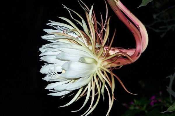 昙花叶子焦枯、干瘪怎么办 昙花叶子焦枯、干瘪怎么办