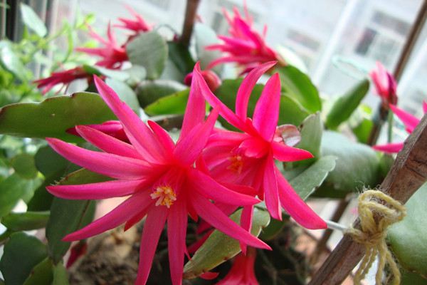 假昙花的四季养护 假昙花的四季养护