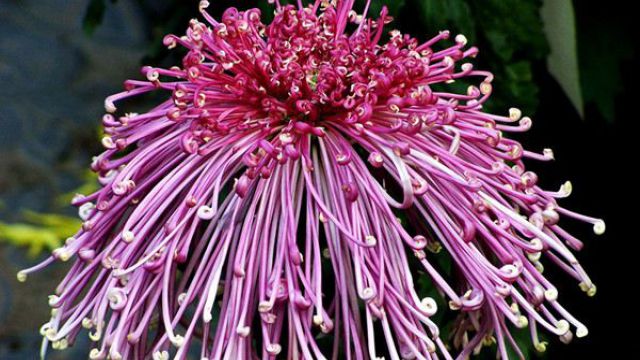 家里养菊花对风水怎么样 家里养菊花对风水怎么样