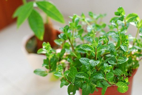 薄荷换盆及其注意事项 薄荷换盆及其注意事项