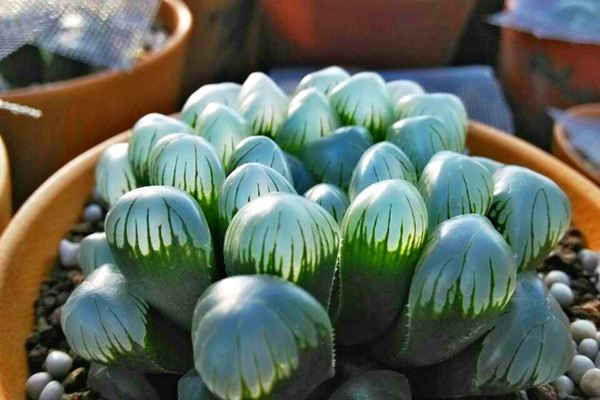 冰灯玉露叶子发黑怎么办 冰灯玉露叶子发黑怎么办
