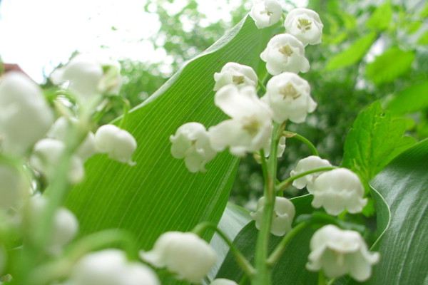 铃兰的风水及其摆放 铃兰的风水及其摆放