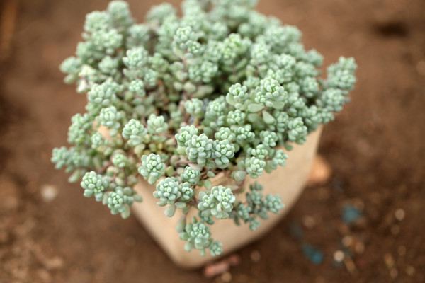 姬星美人开花吗 姬星美人开花吗