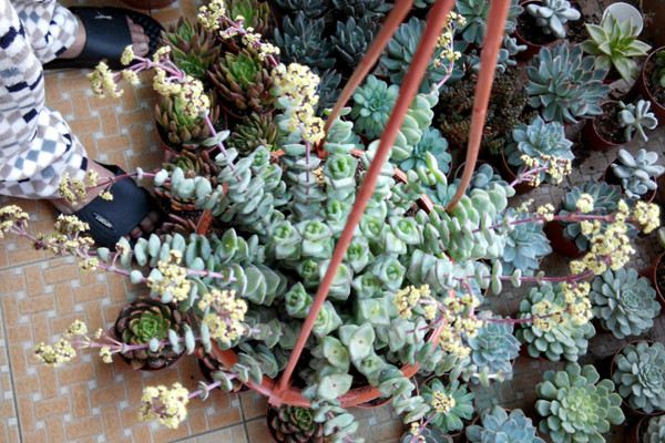 钱串开花吗 钱串开花吗
