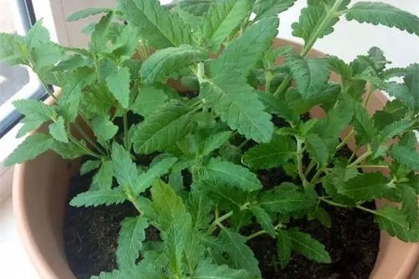 10种花卉最佳扦插时间和技巧,赶紧收藏了 10种花卉最佳扦插时间和技巧,赶紧收藏了