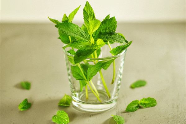薄荷长太高了怎么办 薄荷长太高了怎么办