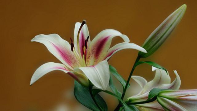 百合花有什么样的风水作用 百合花有什么样的风水作用