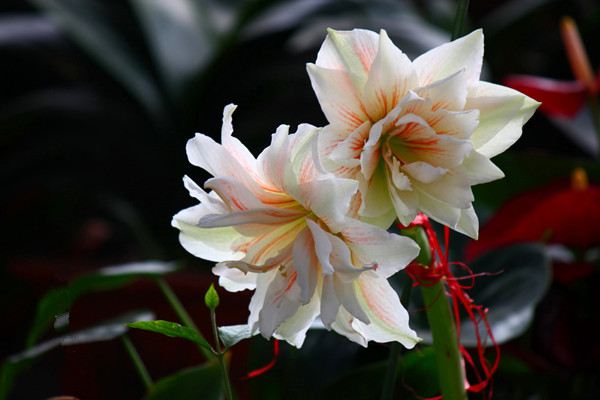 朱顶红可以在春节开花吗 朱顶红可以在春节开花吗