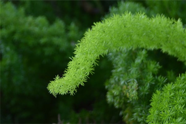 天门冬的病虫害及其防治 天门冬的病虫害及其防治