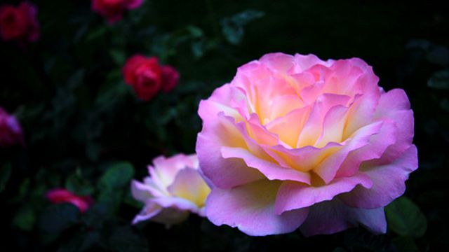 月季花的换盆方法 月季花的换盆方法