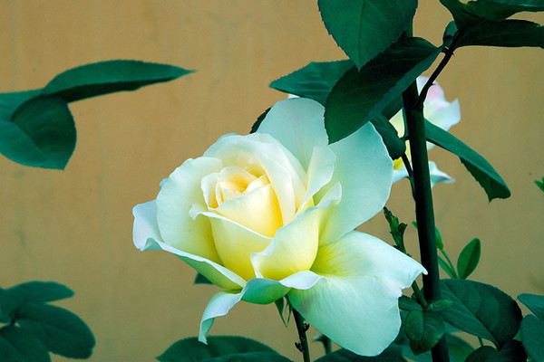 月季花盲枝是怎么回事 月季花盲枝是怎么回事