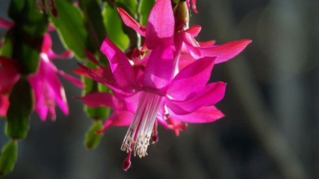 仙人指怎么养可以多开花 仙人指怎么养可以多开花
