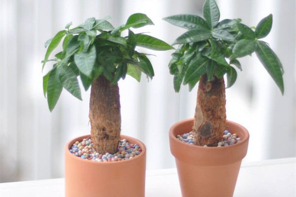 发财树叶子卷曲怎么办 - 花百科