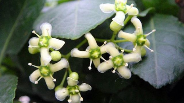 冬青开花吗 冬青开花吗