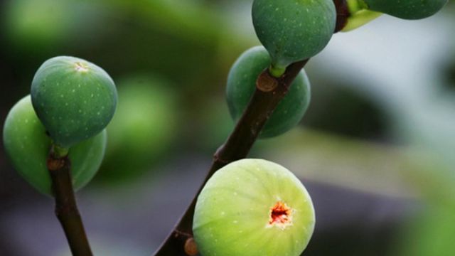 盆栽无花果为什么不结果 盆栽无花果为什么不结果