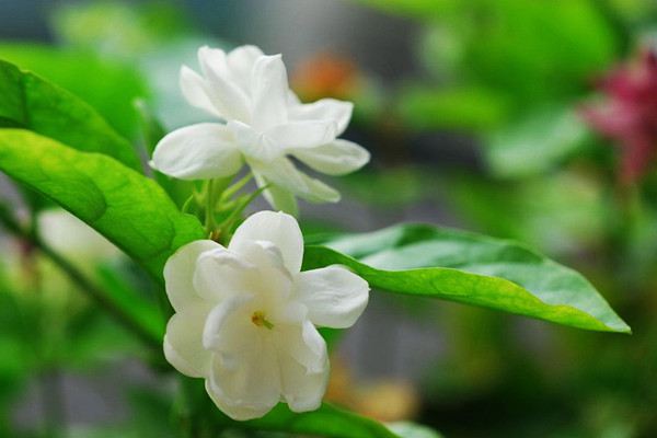 茉莉花烂根了怎么办 茉莉花烂根了怎么办