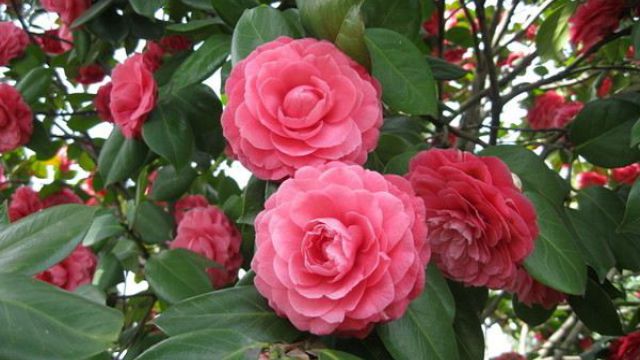 茶花烂根了怎么办 茶花烂根了怎么办