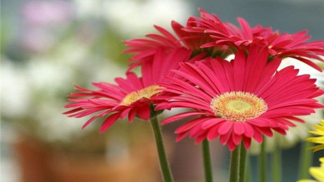 非洲菊怎么水培 非洲菊怎么水培