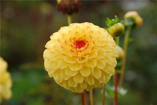 大丽花怎么播种 大丽花怎么播种