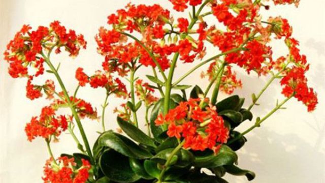 花風水 花風水