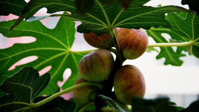 阳台无花果的种植方法 阳台无花果的种植方法