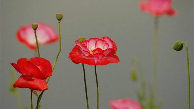 虞美人怎么播种 虞美人怎么播种