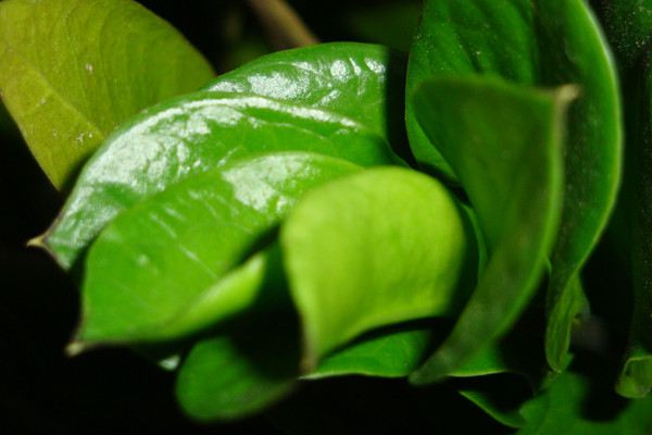 金钱树的摆放位置 - 花百科