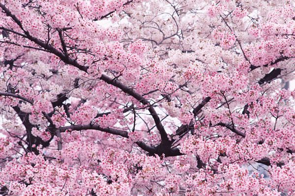 樱花的文化的地位 樱花的文化的地位