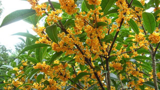 桂花什么时候开花 桂花什么时候开花