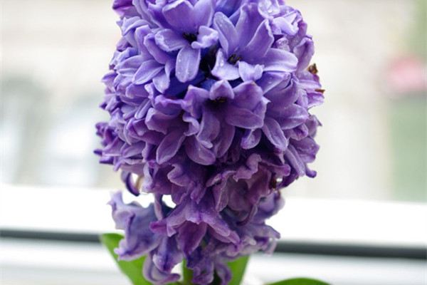 风信子与生日花 风信子与生日花