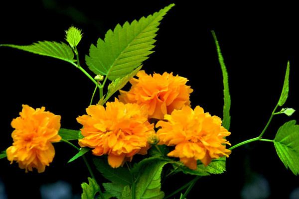 棣棠花什么时候开花 棣棠花什么时候开花