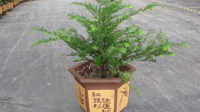 红豆杉的风水作用 红豆杉的风水作用