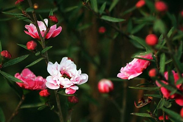 松红梅什么时候开花 松红梅什么时候开花