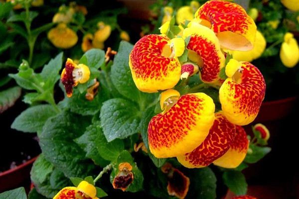 蒲包花花期怎么养护 蒲包花花期怎么养护