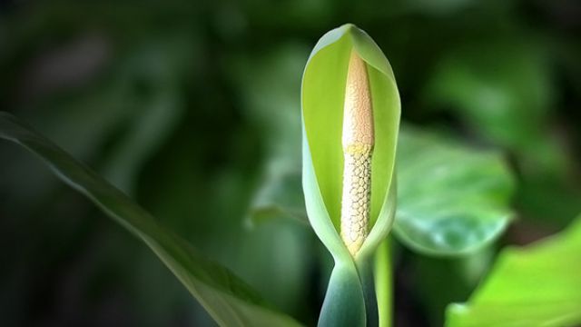 水培滴水观音烂根怎么办 水培滴水观音烂根怎么办