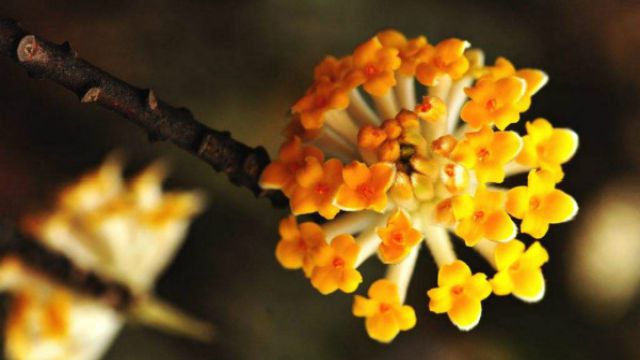 结香花有毒吗 结香花有毒吗