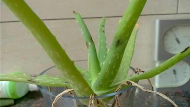 芦荟长黑斑怎么办 芦荟长黑斑怎么办