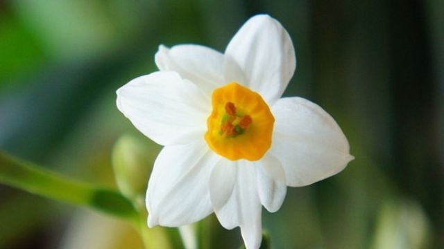 水养水仙花烂根要怎么办 水养水仙花烂根要怎么办